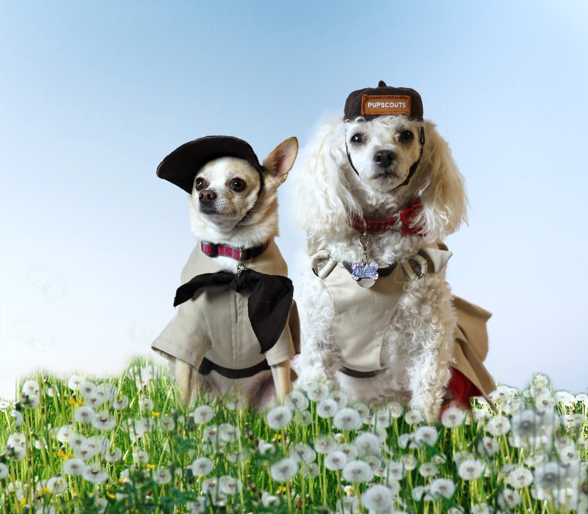 Pupscout Photo shoot, January 28, 2018 - Scouting Dogs
